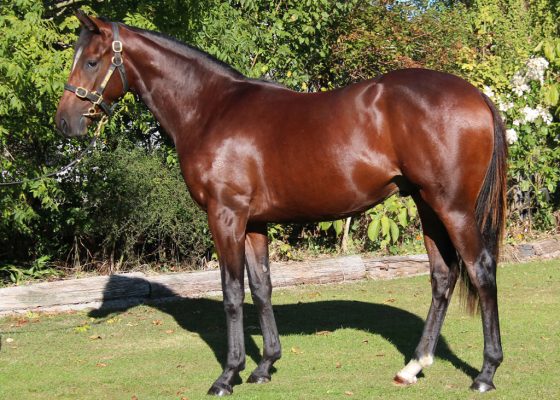 El Roca - De Russian Queen colt