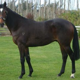 Pear Tree Farm - Kingmaker - Quedar