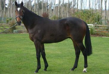 Pear Tree Farm - Kingmaker - Quedar