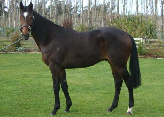 Pear Tree Farm - Kingmaker - Quedar