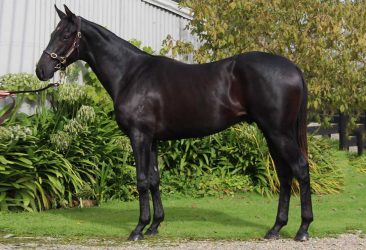 Highly Recommended - Birkita colt