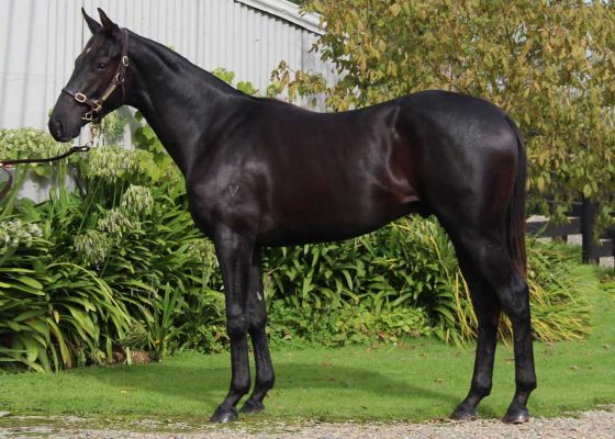 Highly Recommended - Birkita colt