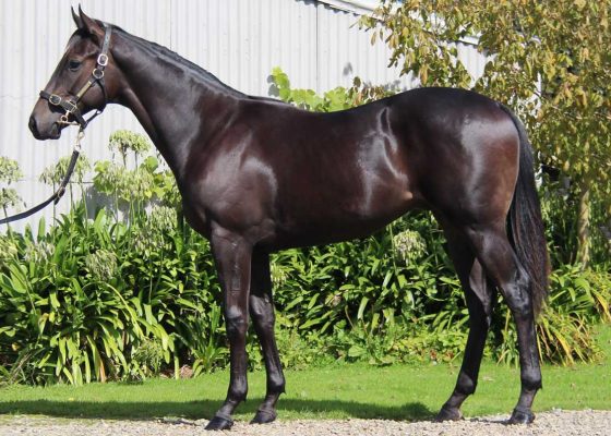 Highly Recommended - Tutusafore colt