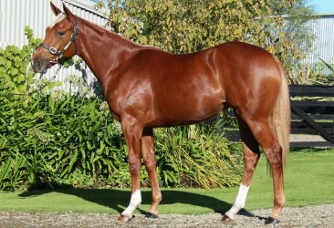Proisir - Joan's Girl filly