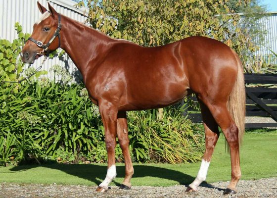 Proisir - Joan's Girl filly