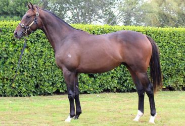 Roc de Cambes - Identity colt