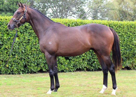 Roc de Cambes - Identity colt