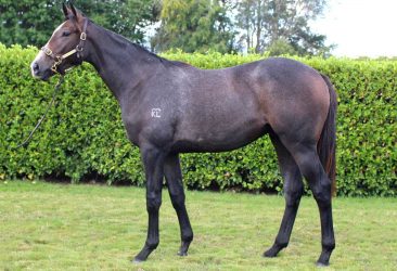 The Factor - Zago gelding
