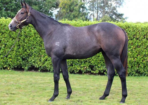 The Factor - Zago gelding
