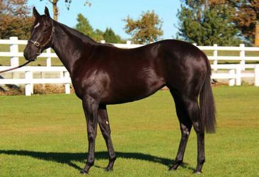 Pear Tree Farm - Foxwedge-Donna Marie