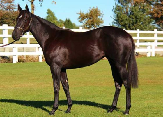 Pear Tree Farm - Foxwedge-Donna Marie