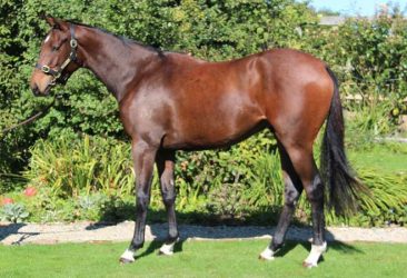 D'Cash - My Winter Rose gelding