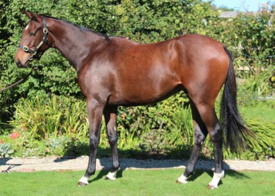 D'Cash - My Winter Rose gelding