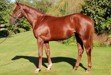 Jakkalberry - Star Bound colt