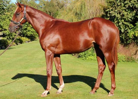 Jakkalberry - Star Bound colt