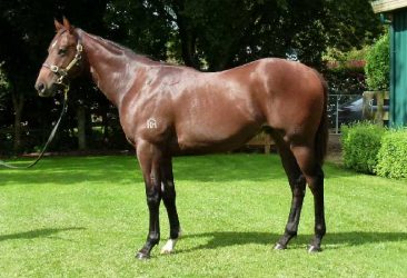 Jimmy Choux - Dear Diary colt