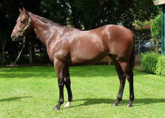Jimmy Choux - Dear Diary colt