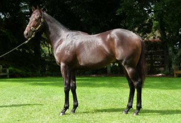Jimmy Choux - Pesky colt