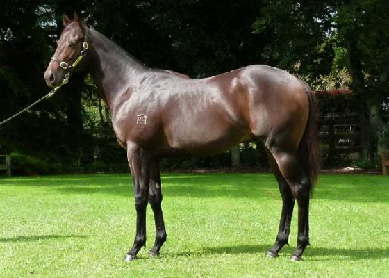 Jimmy Choux - Pesky colt
