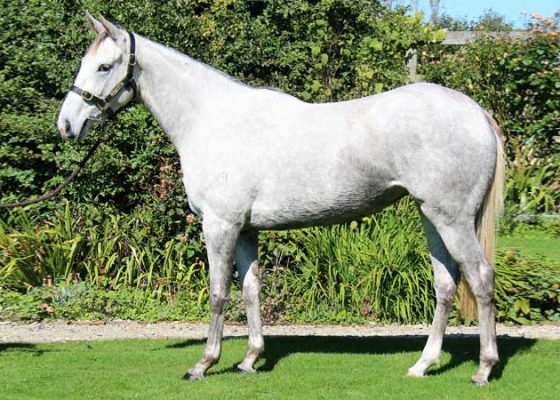 Zed - Lavander-Pink filly