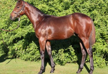 Proisir - Works Wonders colt