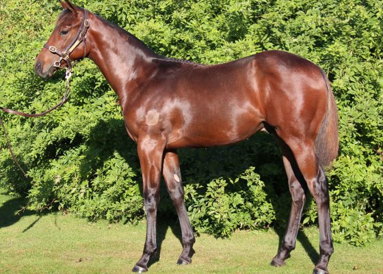 Proisir - Works Wonders colt
